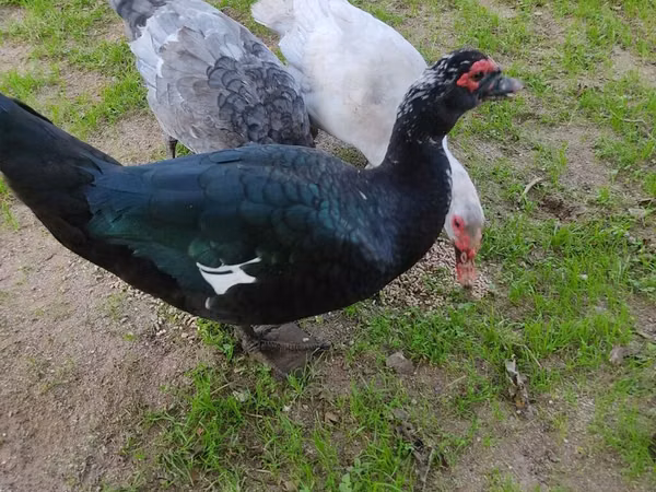 Guinea fowl