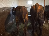 Bull, Cattle — photo 1