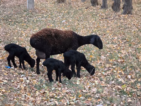 Brebis, Moutons