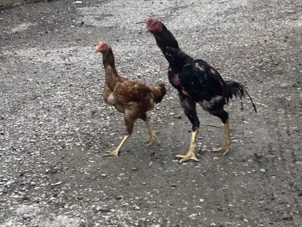 Chickens — Aserbaidschan