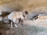 قوچ, Rhon sheep — عکس 4
