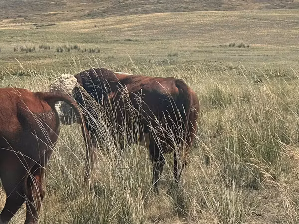 Bull, Aberdeen-Angus — Kazakhstan