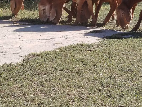Sheep, Arashan sheep — Kyrgyzstan