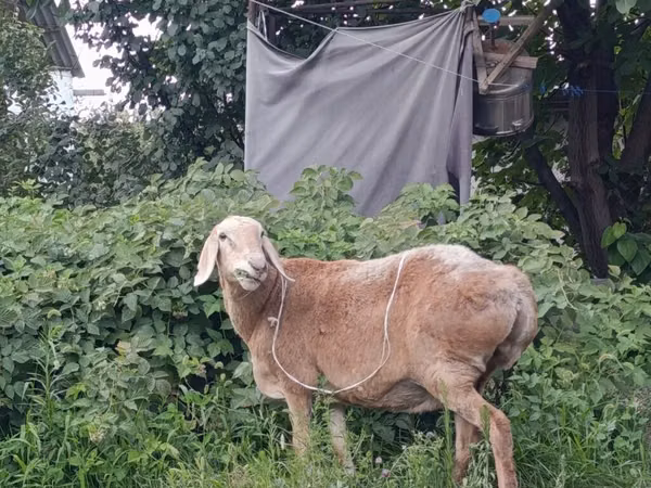 میش, Arashan sheep — قرقیزستان