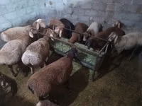 Koç, Rhon sheep — foto 2