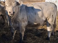 Bull, Auliekol breed — photo 4