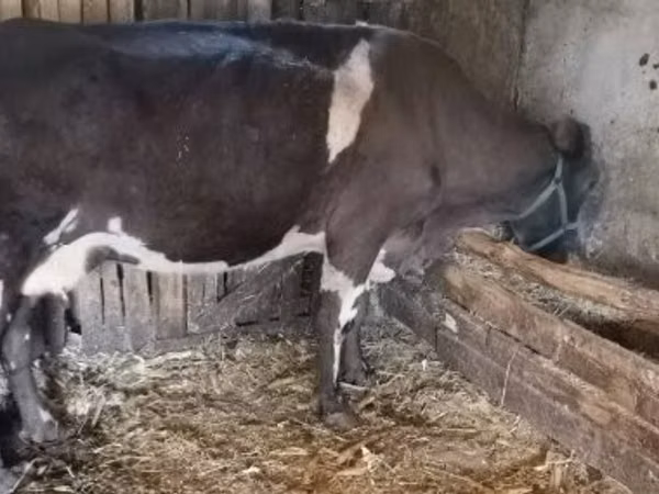 Cow, Cattle