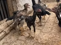 Chickens — Foto 3
