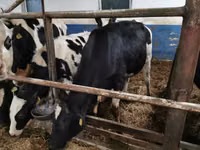 Bull, Cattle — photo 3