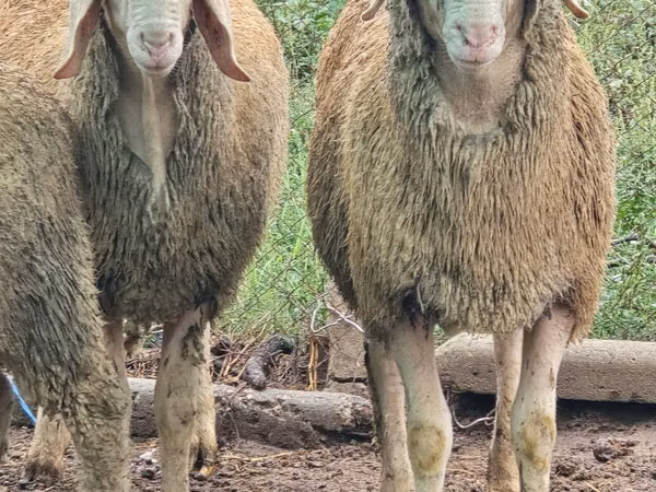 Sheep, Sheep — Moldova
