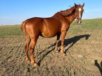 Mare, Horses — photo 3