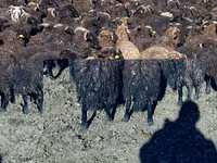 Sheep (batch, sex not specified), Karachay sheep — photo 6