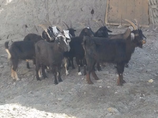 Goat, Goats — Uzbekistan