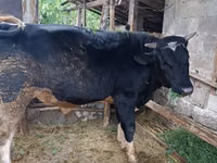 Bull, Cattle — photo 4