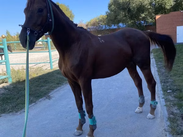 اسب نر, Budyonny horse