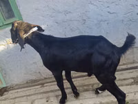 Billy Goat, Nubian Goat — photo 3