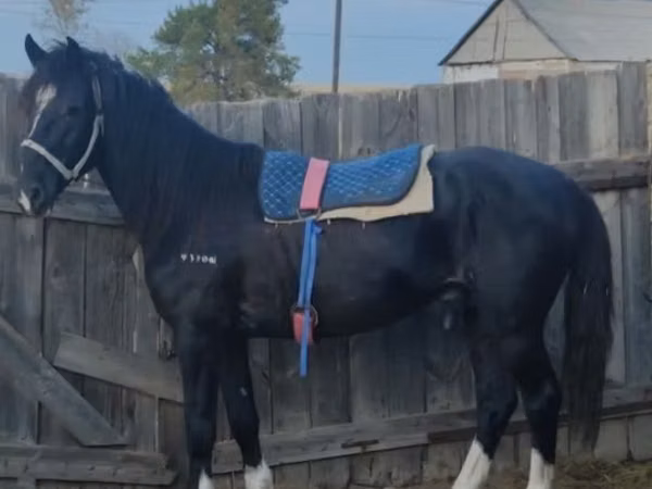 Horse (M), Horses