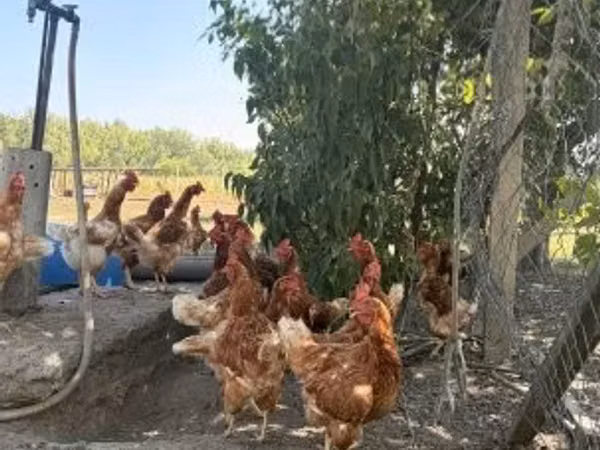 Chickens — Hangari