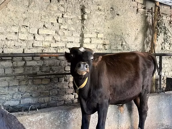 Bull, Cattle — Uzbekistan