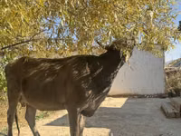 İnek, Swiss cattle — foto 1