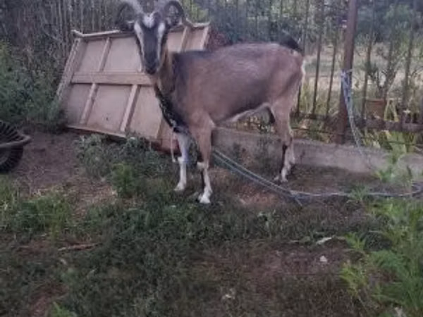 Billy Goat, Goats