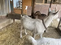 Get, Saanen goat — foto 7
