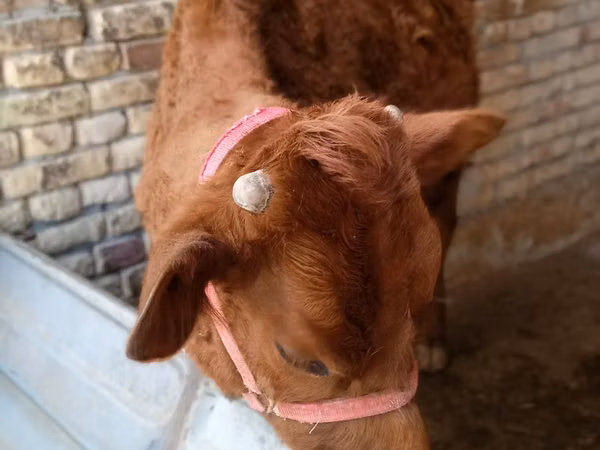 Cow, Cattle — Uzbekistan
