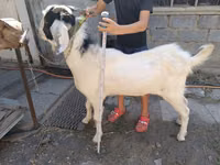 Jarac, Nubian Goat — fotografija 2