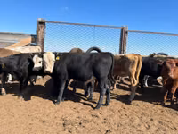 Ko, Simmental cattle — foto 4