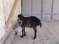 قوچ, گوسفند — عکس 3