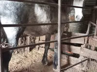 Kuda betina, Horses — foto 2
