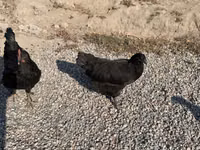 Chickens — foto 1
