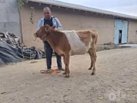 Ko, Simmental cattle — foto 1