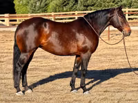 Mare, Horses — photo 1