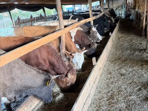 Bull, Cattle — Moldova