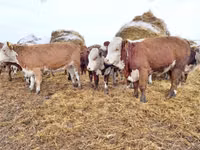 Býk, Russian Black pied cattle — foto 8