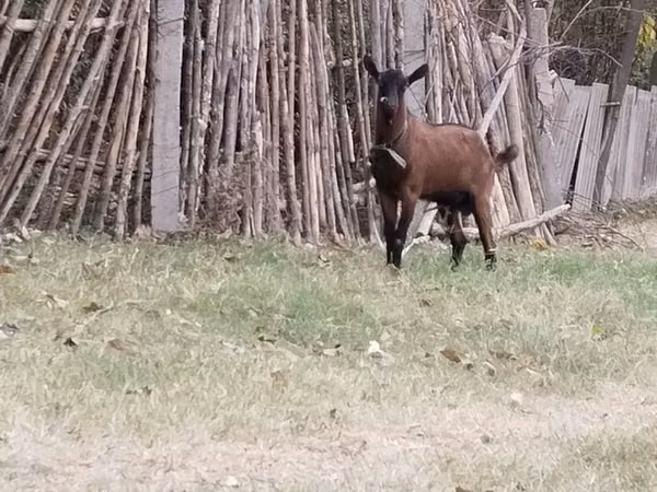 Ram, Sheep