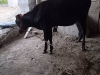 Cow, Cattle — photo 3