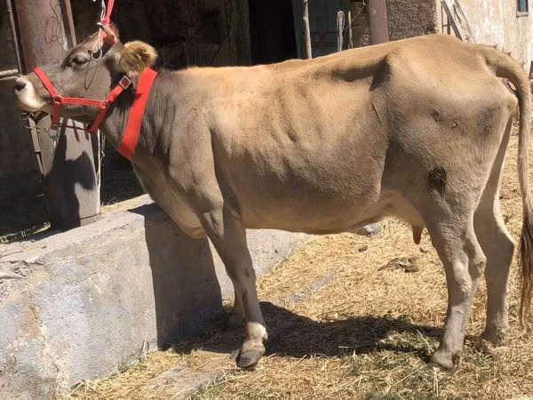 Cow, Jersey breed — Kyrgyzstan