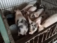 สุกร (เป็นล็อต, ไม่ระบุเพศ), หมู — รูปภาพ 1