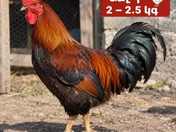 Chickens — Armenia