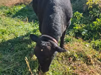 Cow, Aberdeen-Angus — photo 1