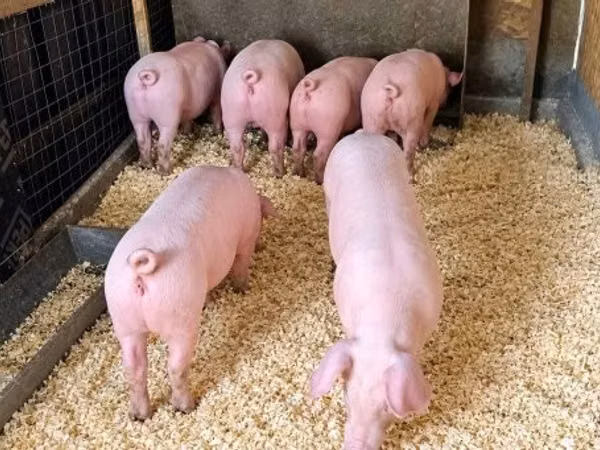 Boar, Pigs — Hungary