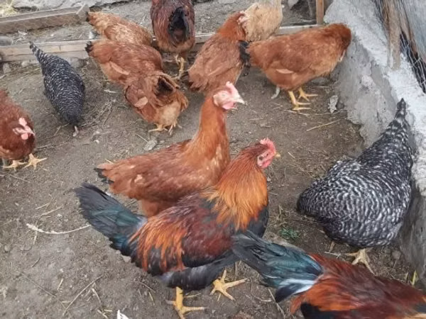 Brahma