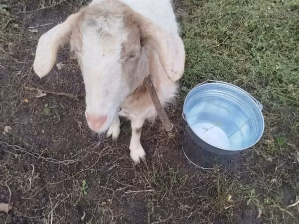 Cabra, Cabras