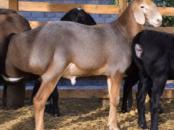 Ram, Sheep — Uzbekistan