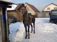 Hengst, Kazakh horse — Foto 5