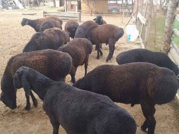 Beran, Ovce