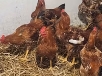 Chickens — รูปภาพ 3