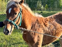 مادیان, Horse breed — عکس 1